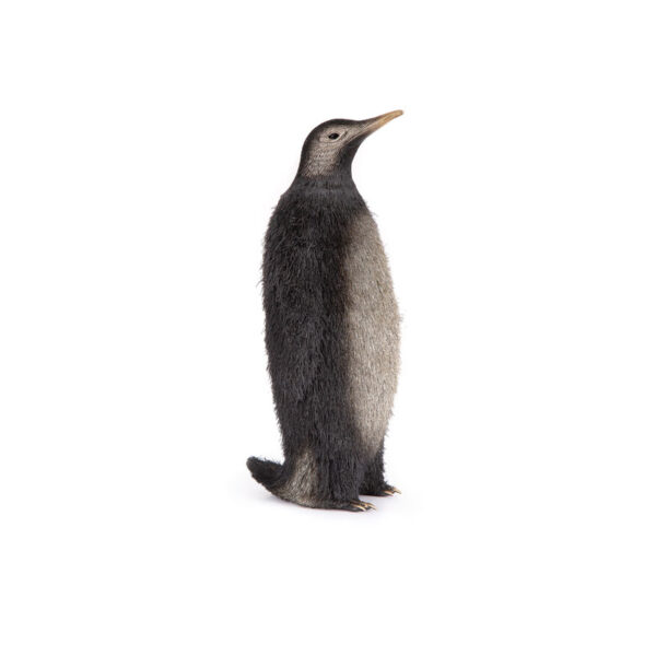 مجسمه پنگوئن کوچک 1